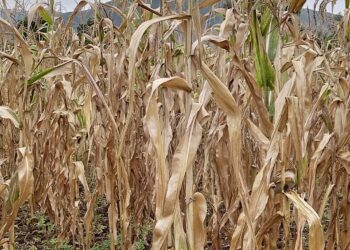 Sud-Kivu : Plusieurs hectares des cultures perdus suite à l’absence des pluies dans la plaine de la Ruzizi