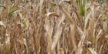 Sud-Kivu : Plusieurs hectares des cultures perdus suite à l’absence des pluies dans la plaine de la Ruzizi