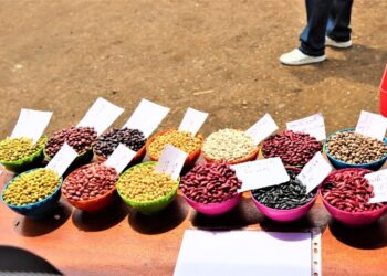 Foire commerciale : Des agri multiplicateurs font la promotion des semences de qualité des haricot et soja à Kalehe