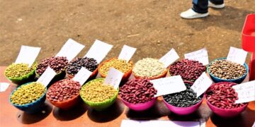 Foire commerciale : Des agri multiplicateurs font la promotion des semences de qualité des haricot et soja à Kalehe