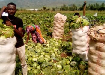 Uvira : le Dr Luc Mulimbalimba contribue à la lutte contre l’insécurité alimentaire dans la plaine de la Ruzizi