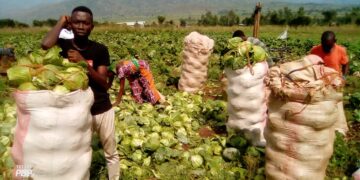 Uvira : le Dr Luc Mulimbalimba contribue à la lutte contre l’insécurité alimentaire dans la plaine de la Ruzizi
